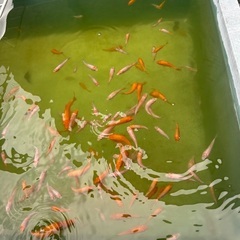 錦鯉の稚魚の画像