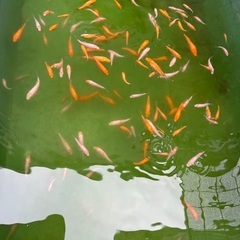 錦鯉の稚魚の画像