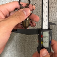基本型ミヤマクワガタ77㎜UP