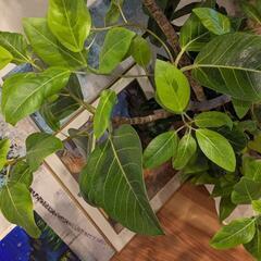 観葉植物　170cm　寄植えの画像