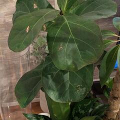 観葉植物　170cm　寄植えの画像