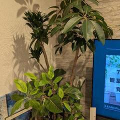 観葉植物　170cm　寄植え