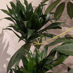 観葉植物　170cm　寄植えの画像