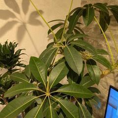 観葉植物　170cm　寄植えの画像