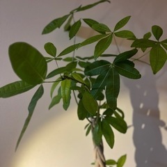 編み込み幹のパキラ（5年育成）の画像