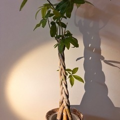 編み込み幹のパキラ（5年育成）の画像