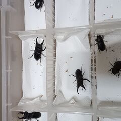 本土ヒラタクワガタ　新成虫　5ペアの画像