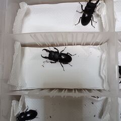 本土ヒラタクワガタ　新成虫　5ペアの画像