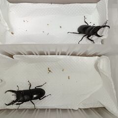 本土ヒラタクワガタ　新成虫　5ペアの画像
