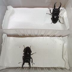 本土ヒラタクワガタ　新成虫　5ペアの画像