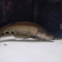 ナイフフィッシュの画像