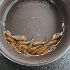 王華ラメ　めだか　15匹　の画像