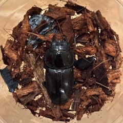 国産オオクワガタ【能勢YG血統ペア】2025年③の画像