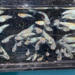 ユリシスRLF メダカ　めだかの画像