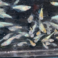 ユリシスRLF メダカ　めだかの画像