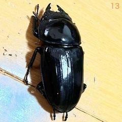 【全国配送可 死着保証なし】 能勢YG血統 25年羽化 メス52.6mm F4 オオクワガタ 成虫　13 の画像