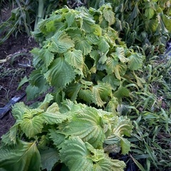 野菜の画像