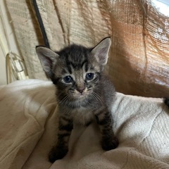 6月15日生まれの子猫とお母さん額、、、すくすく成長中