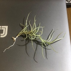 ウスネオイデス（極太葉)の画像