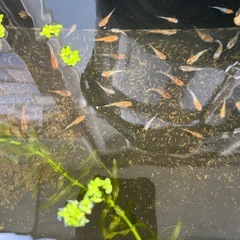 メダカの画像