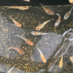 メダカの画像
