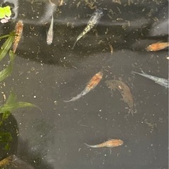 メダカの画像