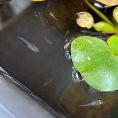 メダカ　楊貴妃ヒカリ　針子抜け～稚魚～幼魚 8匹 + おまけの画像