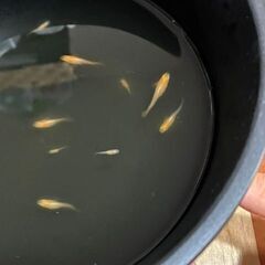 メダカ　楊貴妃ヒカリ　針子抜け～稚魚～幼魚 8匹 + おまけの画像