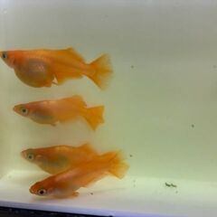 メダカ　楊貴妃ヒカリ　針子抜け～稚魚～幼魚 8匹 + おまけの画像