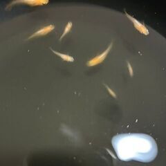 メダカ　楊貴妃ヒカリ　針子抜け～稚魚～幼魚 8匹 + おまけの画像