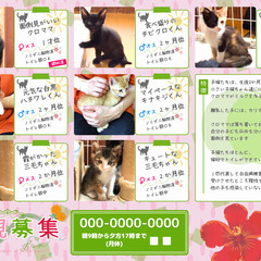 【猫ちゃん里親募集のポスターを貼らせてもらえませんか？】