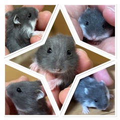 サムネイル