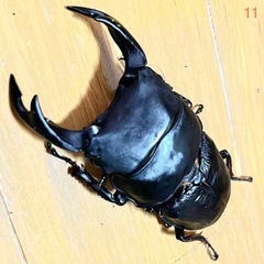 【 愛知県 西尾・安城・刈谷・豊明・日進】 能勢YG血統 25年羽化 オス78.5mm F4 オオクワガタ 成虫　11の画像