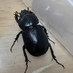 【希少】コカブトムシ　ペアの画像