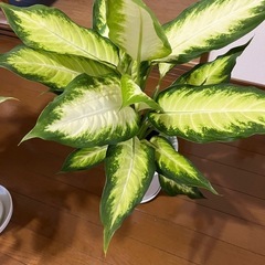 週末土・日限定値下げ‼️お買い得❗️観葉植物🪴の画像