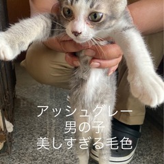 アッシュグレー　オス　３.5ヶ月