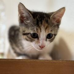 【7月27日譲渡会】ミケにゃんこさんの家族募集(終生室内飼育条件)
