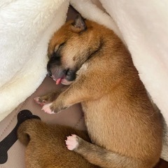 柴犬の赤ちゃん6匹🐶あたたかい家族を探しています