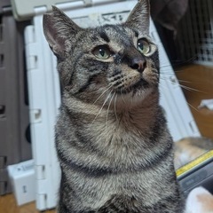 ちょいヘタレな　しょう君