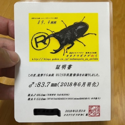 愛知県 西尾・安城・刈谷・豊明・日進】 能勢YG血統 25年羽化 メス53.2