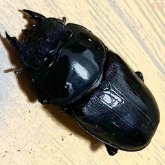 【 愛知県 西尾・安城・刈谷・豊明・日進】 能勢YG血統 25年羽化 メス53.2mm F4 オオクワガタ 成虫　16の画像
