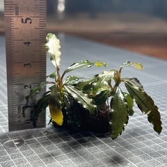 【水草】ブセファランドラ ビブリス石巻の画像