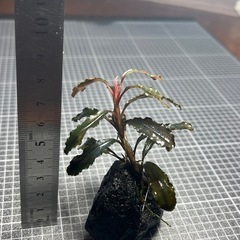【水草】ブセファランドラ クダカン石巻の画像
