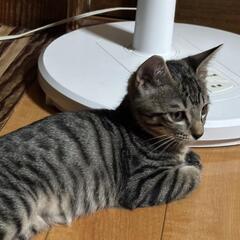 【里親さん募集】生後３ヶ月　キジトラくん - 一関市