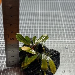 【水草】ブセファランドラ クアラクアヤン タイプⅡの画像