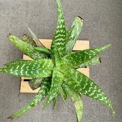 ⑧ 苦くない　食用アロエ　サポナリア　大苗　粉ミルクの缶に植えてます♪の画像