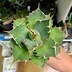 ランキングキーワードに紐づく投稿画像-多肉植物