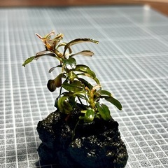 【水草】ブセファランドラ クダカン ラウンドリーフの画像