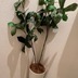 ランキングキーワードに紐づく投稿画像-観葉植物