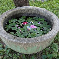 石臼　ガーデニング　日本庭園　メダカ鉢　手水鉢